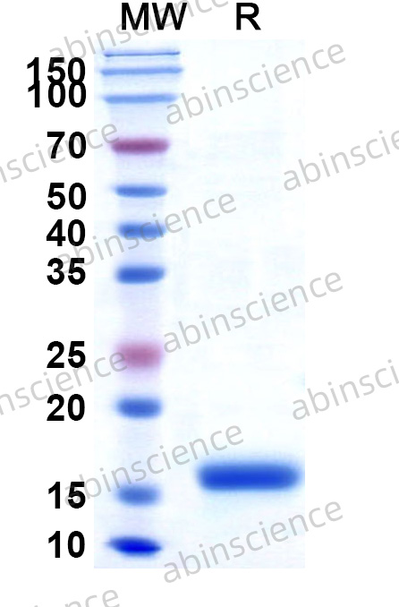 Recombinant MERS-CoV nsp10 Protein, N-His