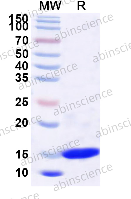EHV-1 SCP Recombinant Protein (N-His)
