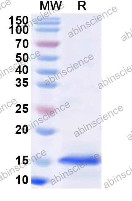 EHV-1 glycoprotein L/gL Recombinant Protein (N-His)