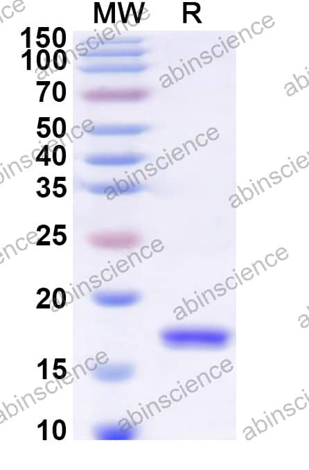 EHV-1 glycoprotein I/gI Recombinant Protein (N-His)