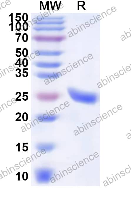 HSV1/HHV-1 glycoprotein L/gL Recombinant Protein (N-His)