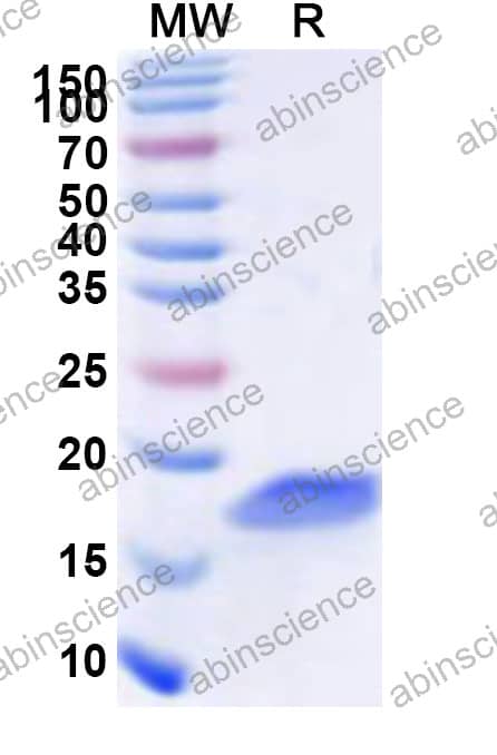HPeV-1 Recombinant Protein 2A (N-His)