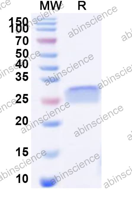 HPeV-1 Recombinant Protein 2C (N-His)