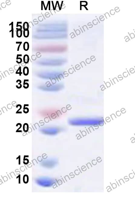 MRV-3 Outer capsid mu-1 Recombinant Protein (N-His)