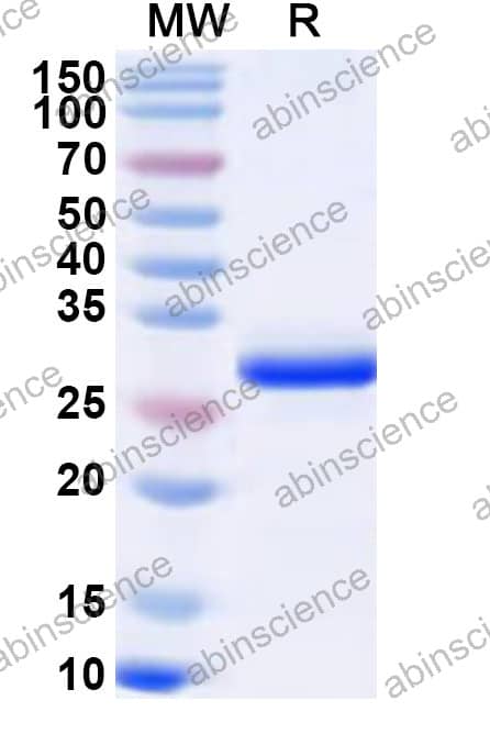 SVC Matrix Recombinant Protein (N-His)