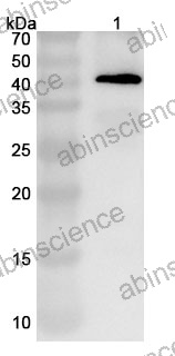 Anti-SV40 Large T Antigen Polyclonal Antibody