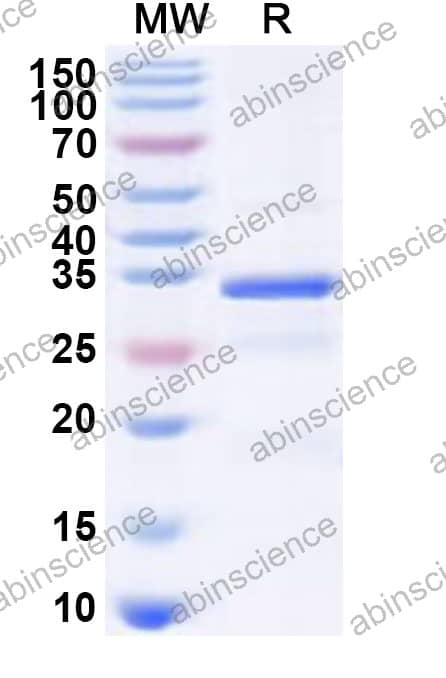 Recombinant HRV-14 VP4 Protein, N-GST & C-His