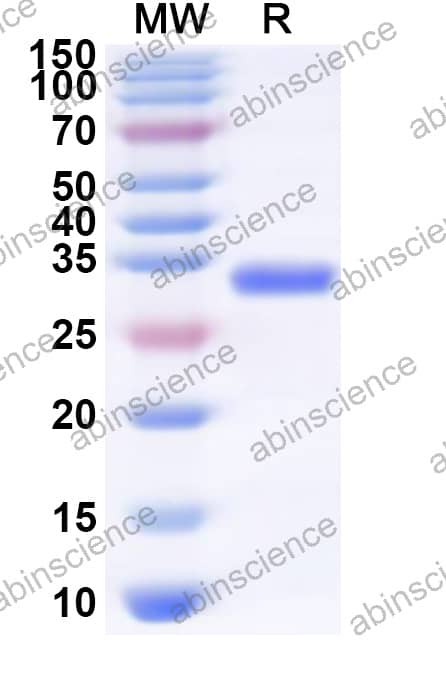 Recombinant HRV-14 VP2 Protein, N-His