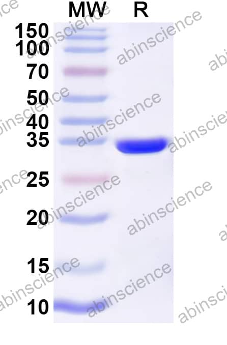 Recombinant PVY NIa-Pro Protein, N-His