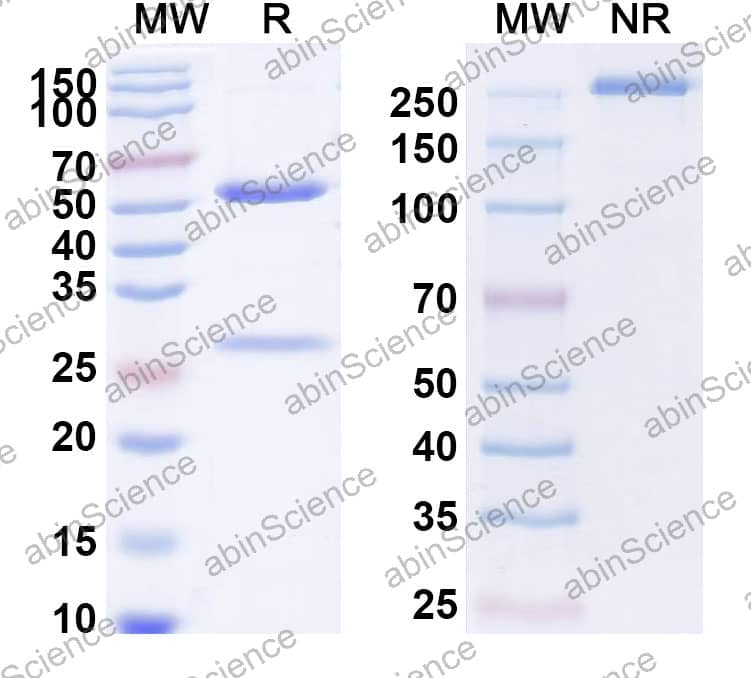 Anti-BCoV Spike glycoprotein Recombinant Antibody (SAA2518)