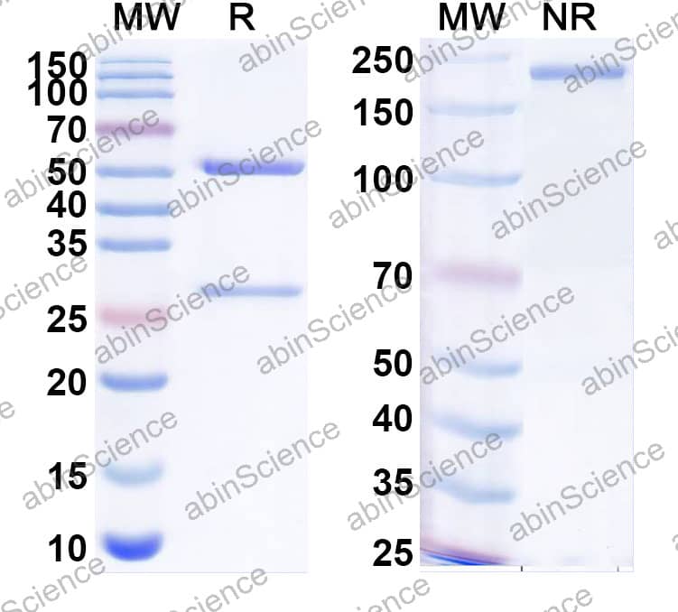 Anti-BCoV Spike glycoprotein Recombinant Antibody (SAA0360)