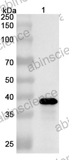 Anti-GETV Spike glycoprotein E2 Polyclonal Antibody