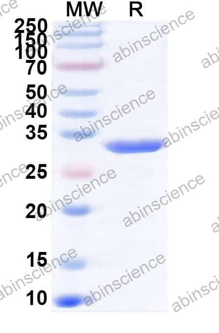 Recombinant myc tag Control Protein (C-terminal)