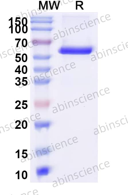 VSV Glycoprotein G Recombinant Protein (C-Strep)
