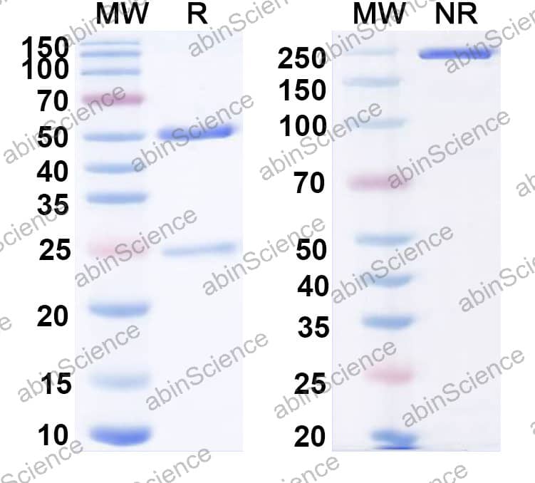 Anti-HPV16 L1/Major capsid protein L1 Antibody (SAA2554)