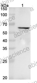 Anti-CSFV NS5A Polyclonal Antibody