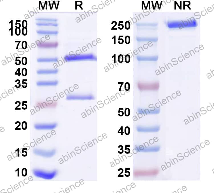 Anti-SARS-CoV-2 S Protein Monoclonal Antibody (1A159)