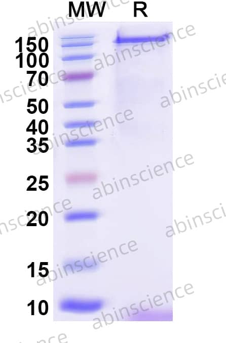 McHV-1 gH Recombinant Protein (C-Fc)