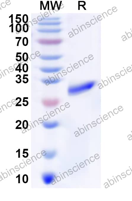 McHV-1 gB Recombinant Protein (N-His)