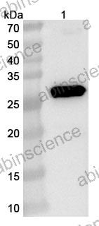 Anti-ASFV g5Rp/D250R Polyclonal Antibody
