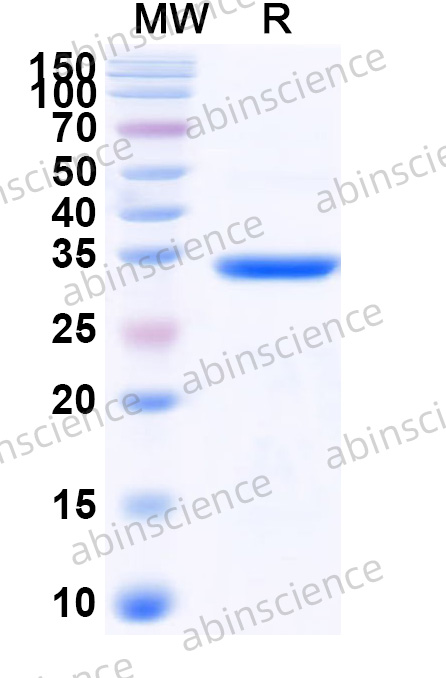 Recombinant HCV NS4A Protein, N-GST & C-His