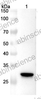 Anti-Influenza A virus (H9N2) HA/Hemagglutinin Polyclonal Antibody