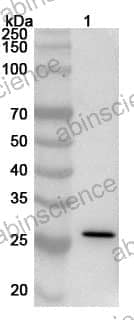 Anti-SARS-CoV-2 RBD (B.1.1.529 variant) Polyclonal Antibody