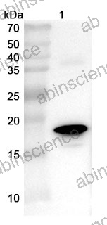 Anti-CHIKV Capsid Protein Polyclonal Antibody