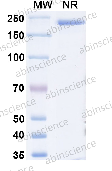 Anti-RABV Glycoprotein G Reference Antibody (Miromavimab, RUO)