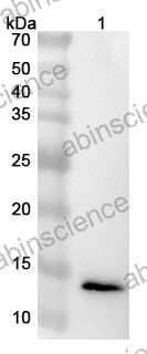 Anti-DENV-4 Envelope protein E Polyclonal Antibody