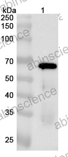 Anti-SeV HN Polyclonal Antibody