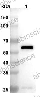 Anti-SeV Fusion Protein Polyclonal Antibody