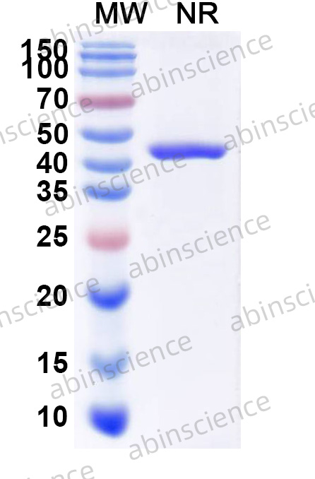 Anti-HIV1 gp41 Recombinant Antibody (10E8#)