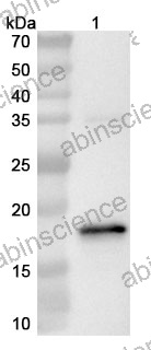 Anti-ASFV CP2475L (p14) Polyclonal Antibody