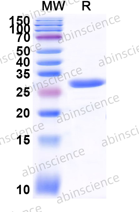 Recombinant ZEBOV VP24 Protein, N-His-SUMO