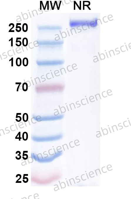 Anti-SFTSV NP/Nucleoprotein Recombinant Antibody (SAA2671)