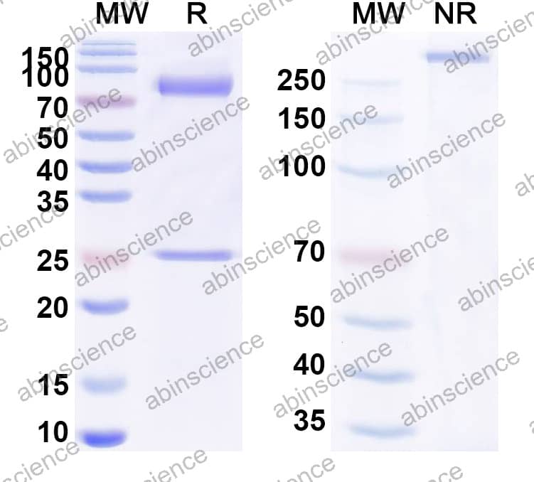 Anti-Vaccinia D8L Antibody (LA5)