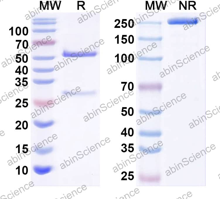 Anti-SARS-CoV-2 S2 Protein Monoclonal Antibody (1A160)