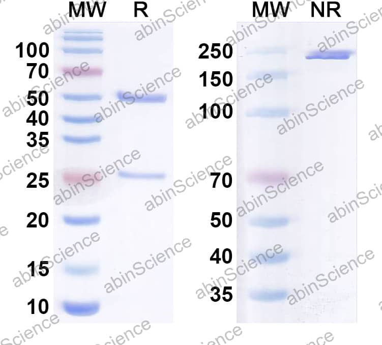 Anti-SARS-CoV-2 S2 Protein Monoclonal Antibody (1A161)
