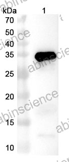 Anti-ASFV B169L Polyclonal Antibody