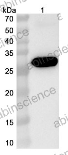 Anti-ASFV p12/PO61R Polyclonal Antibody