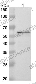 Anti-ZEBOV VP40 Polyclonal Antibody