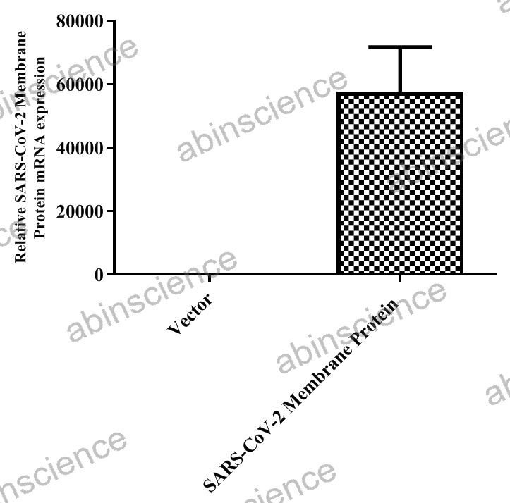 HEK293T SARS-CoV-2 Membrane Protein (M) Stable Cell Line