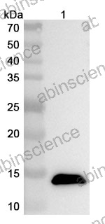 Anti-CSFV NS4A Polyclonal Antibody