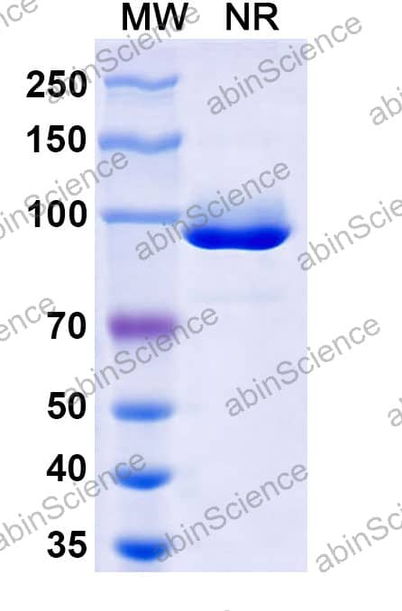 Anti-afucosylated IgG Recombinant Antibody (SAA2867)