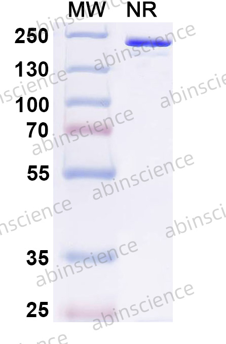 Anti-Indoxyl Sulfate/IS Recombinant Antibody (SAA2607)