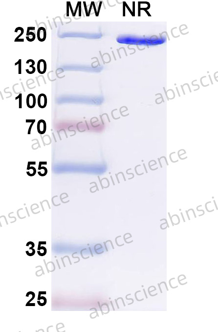 Anti-Indoxyl Sulfate/IS Recombinant Antibody (SAA2608)