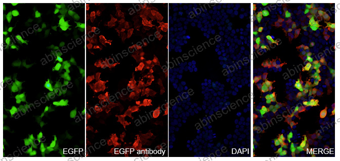 Anti-GFP Tag Recombinant Antibody (N86/38.1)