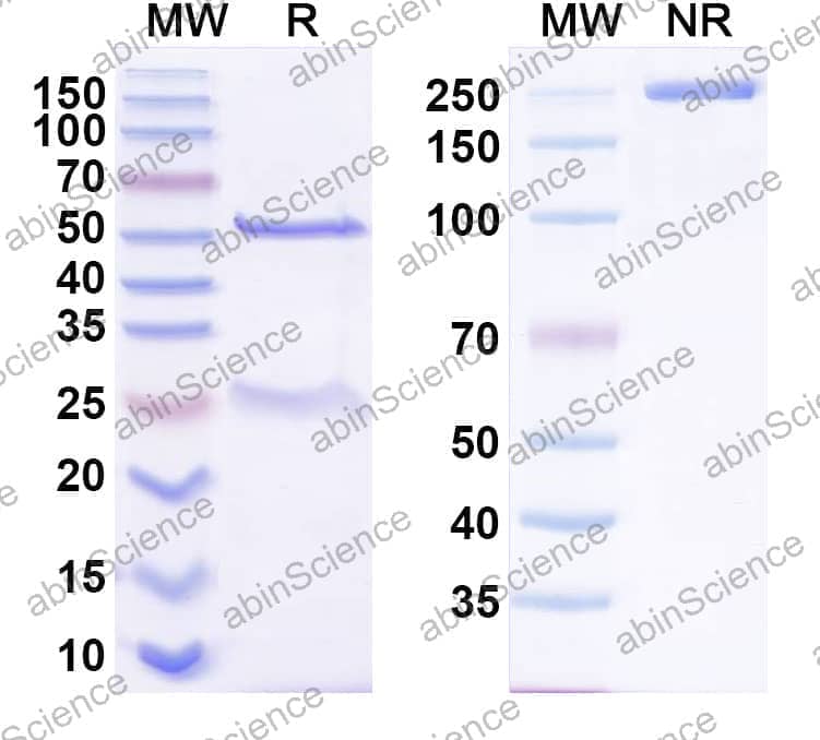 Anti-Closed State MBP tag Antibody (sAB-11M)