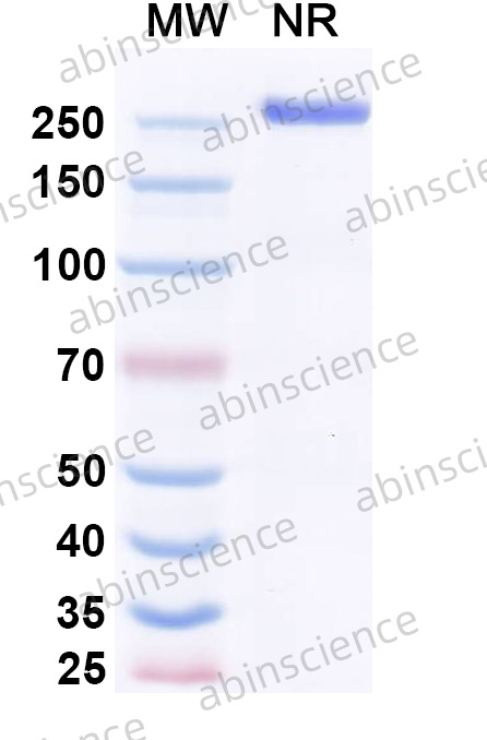 Anti-Alpha-gal Human IgE Recombinant Antibody (16D9)